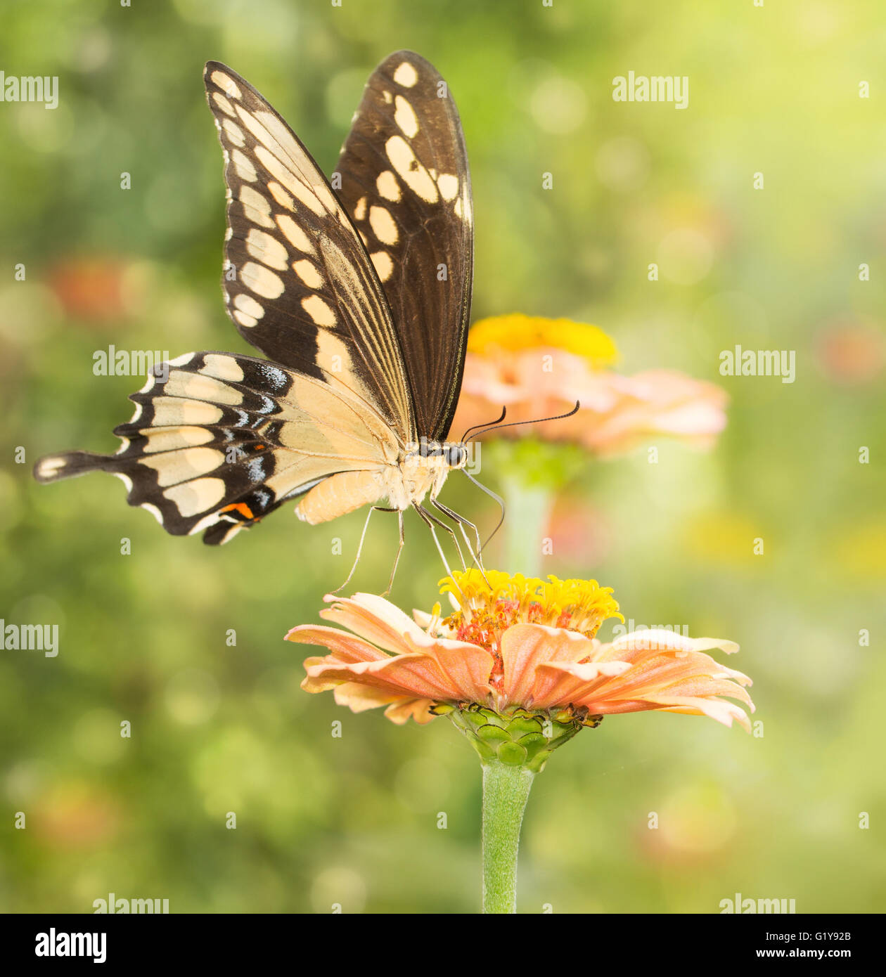 Verträumte Bild von einem riesigen Schwalbenschwanz Schmetterling Fütterung auf eine Blume Stockfoto