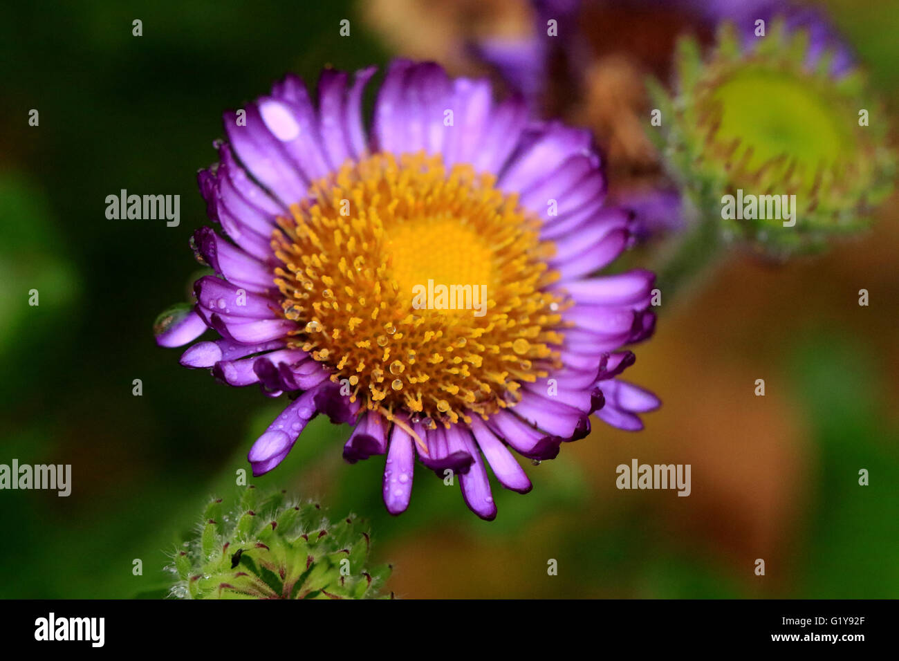 Wild purple Daisy Blume mit Wassertropfen Stockfoto