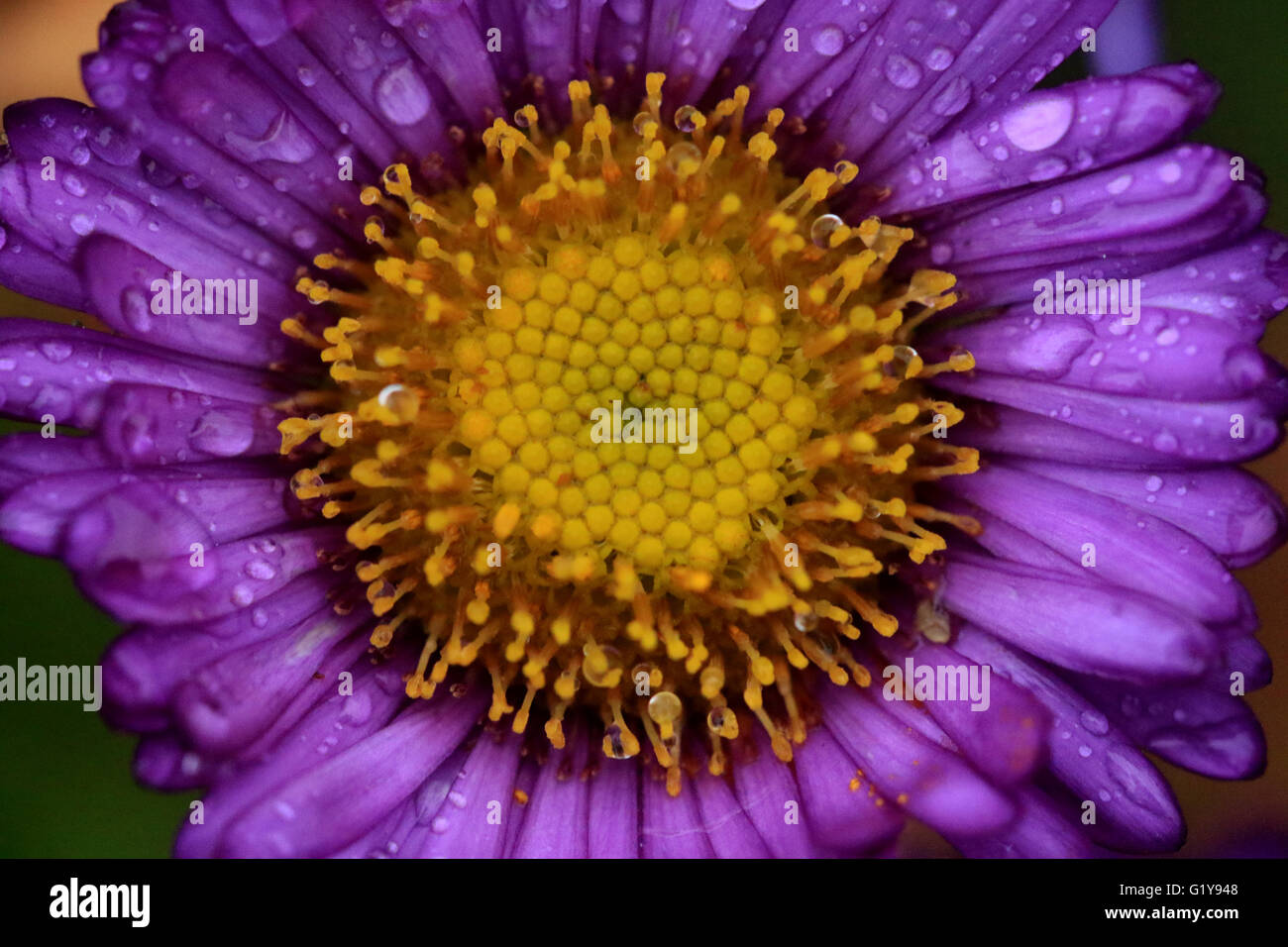 Wild purple Daisy Blume mit Wassertropfen Stockfoto