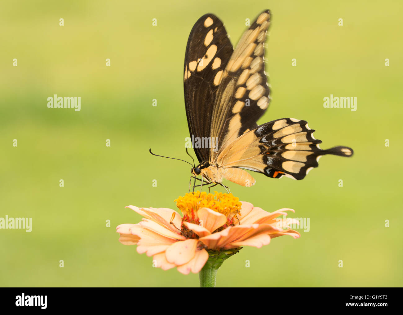 Schöne Riesen Schwalbenschwanz Schmetterling auf eine blasse orange Zinnie mit grünem Hintergrund Stockfoto