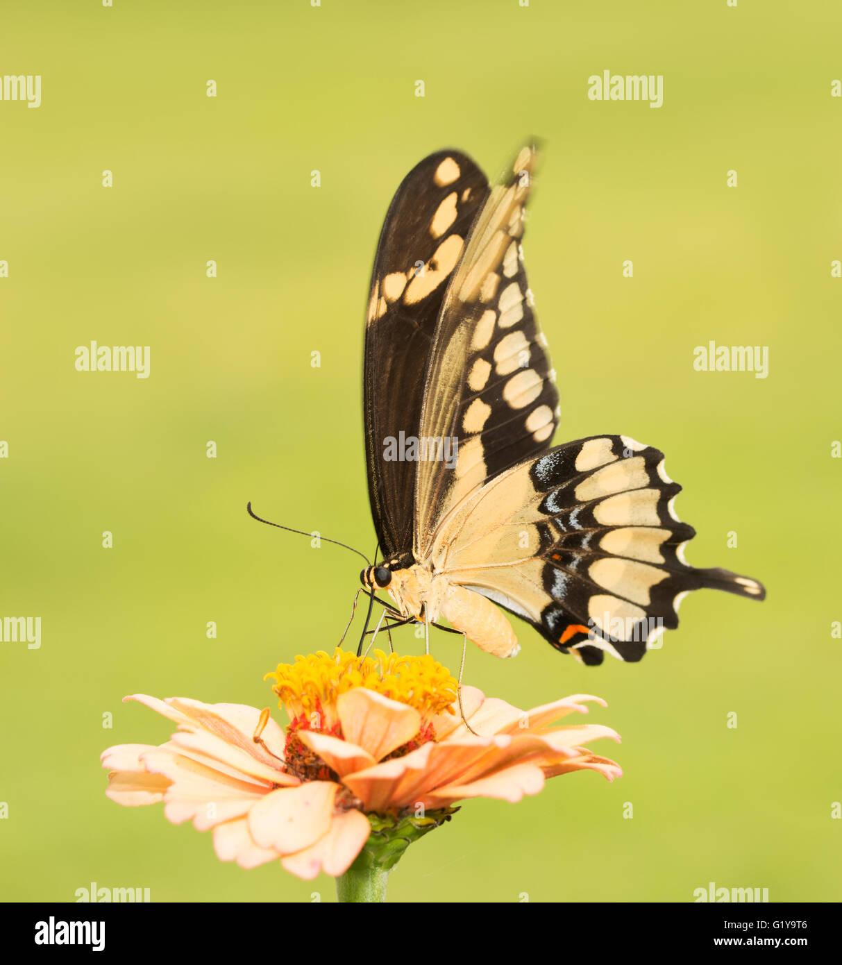 Riesige Schwalbenschwanz Schmetterling auf einem blassen orange Zinnie mit grünem Hintergrund Stockfoto