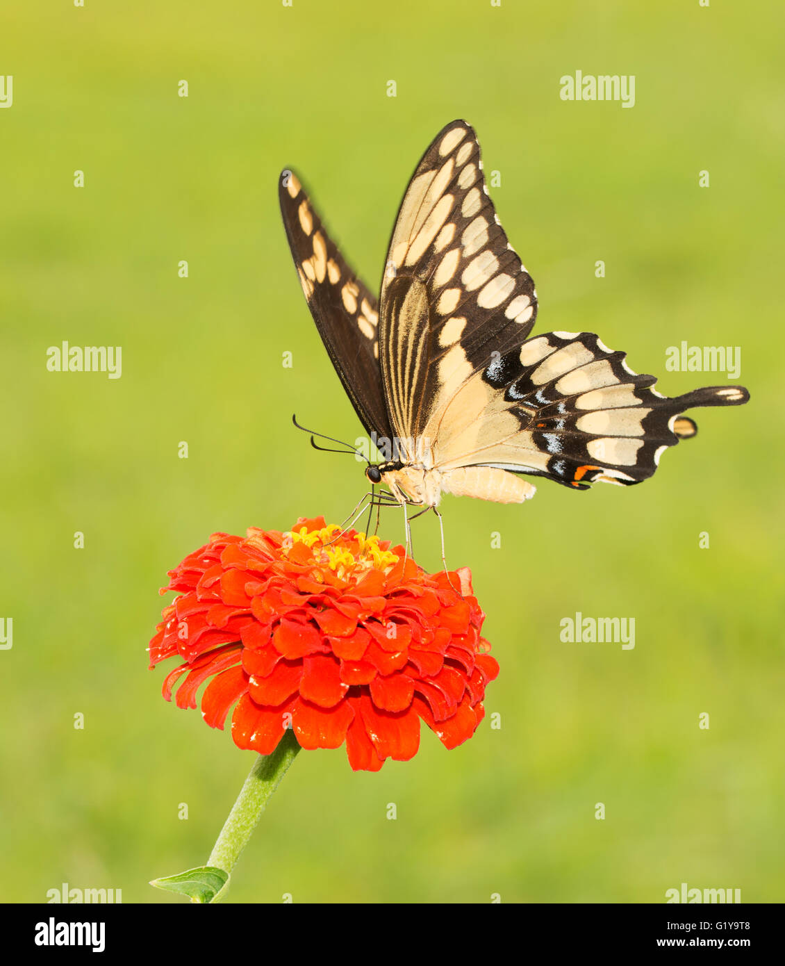 Riesige Schwalbenschwanz Schmetterling Papilio Cresphontes auf eine orange Zinnie Stockfoto