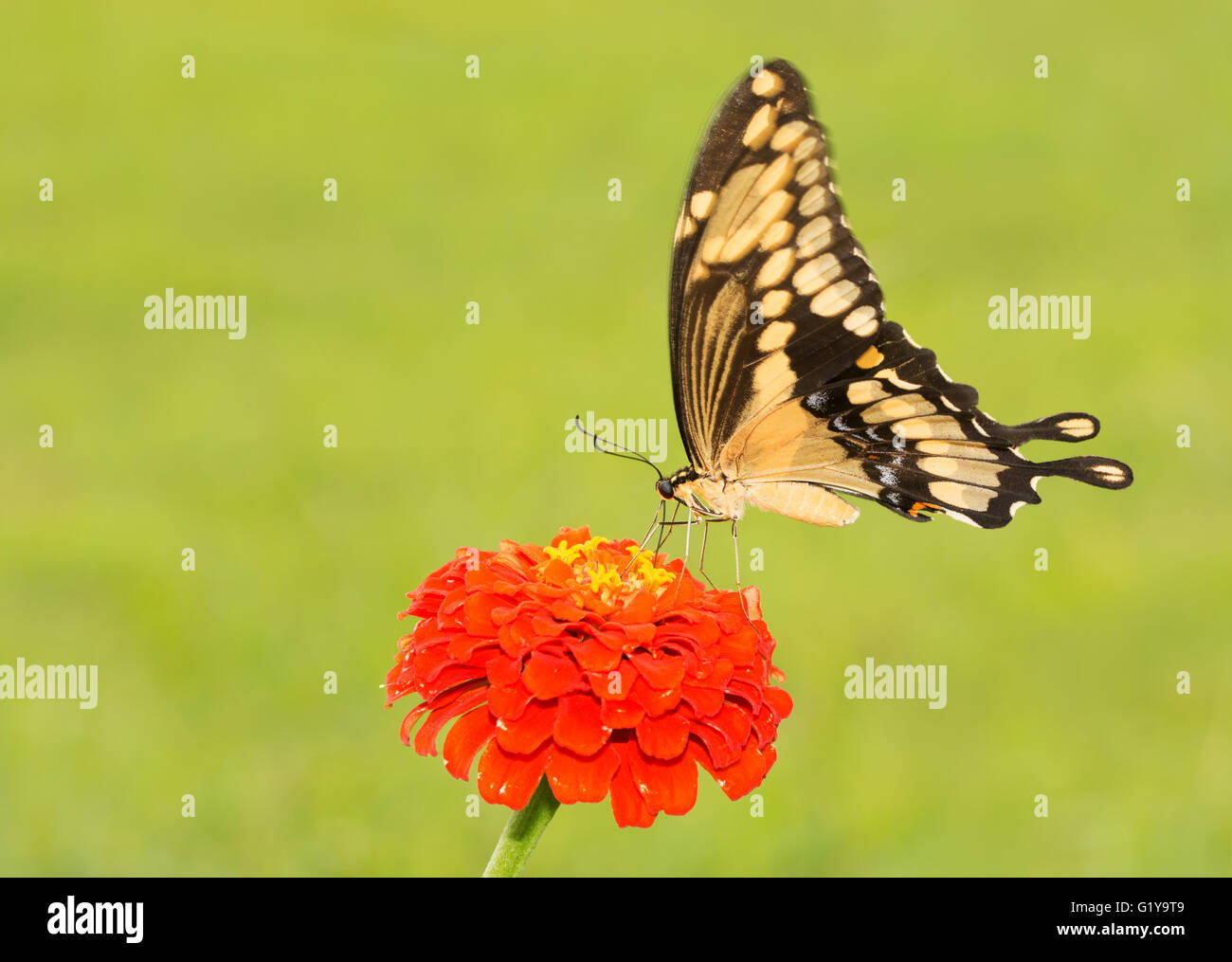 Riesige Schwalbenschwanz Schmetterling auf einer orange Zinnie Stockfoto
