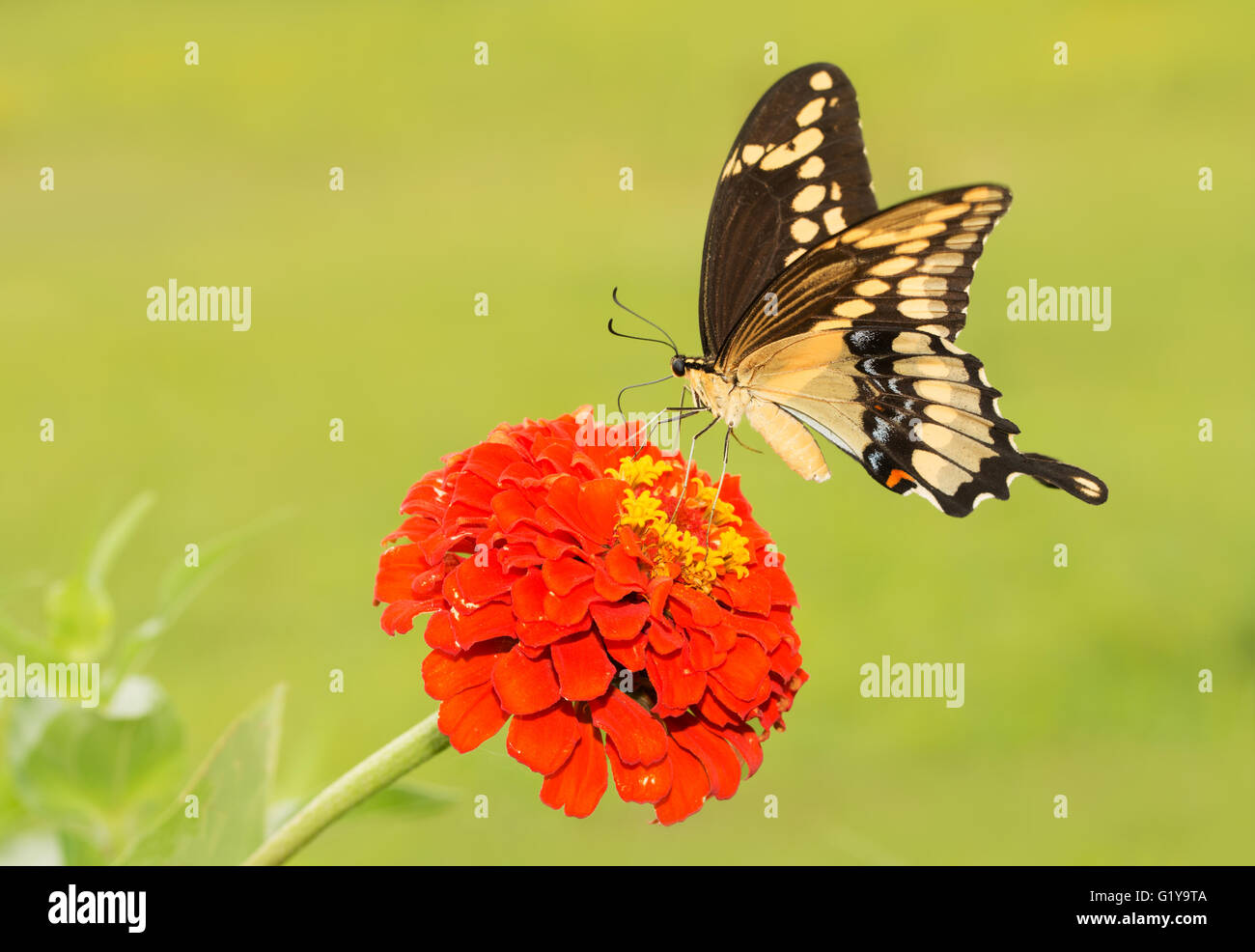 Riesige Schwalbenschwanz Schmetterling Fütterung auf eine orange Zinnia Blume, mit Sommer grün Hintergrund Stockfoto