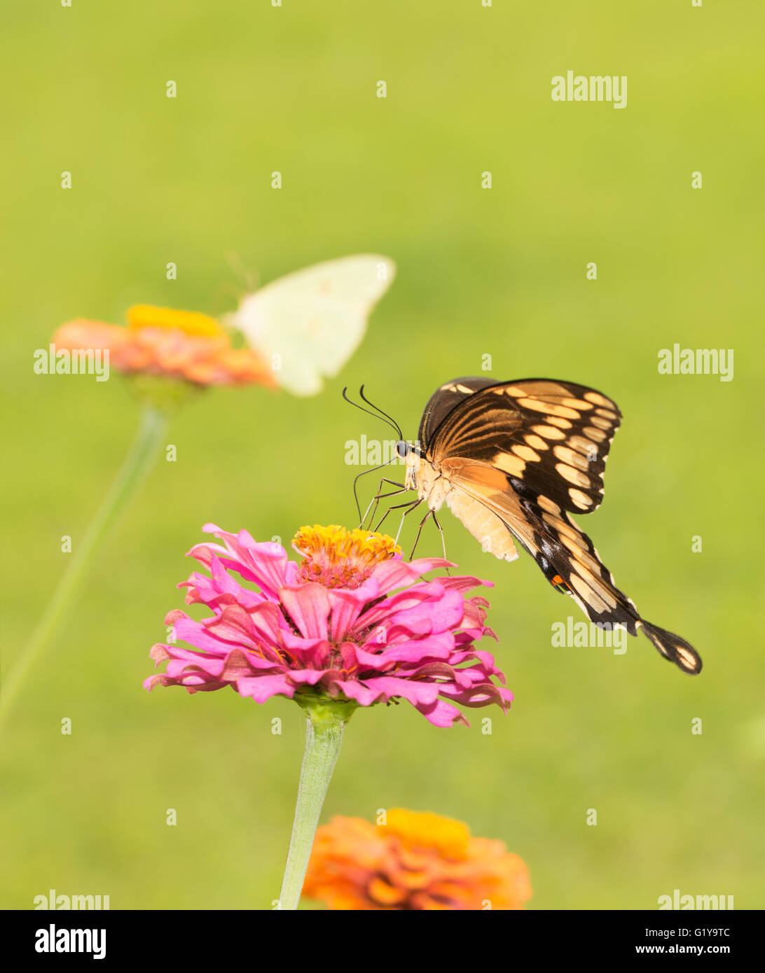 Riesige Schwalbenschwanz Schmetterling Fütterung auf Zinnia Blume mit einem anderen Schmetterling auf Hintergrund Stockfoto