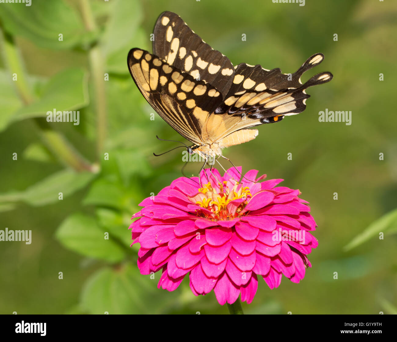 Ventrale Ansicht von einem riesigen Schwalbenschwanz Schmetterling Fütterung auf eine rosa Blume Stockfoto