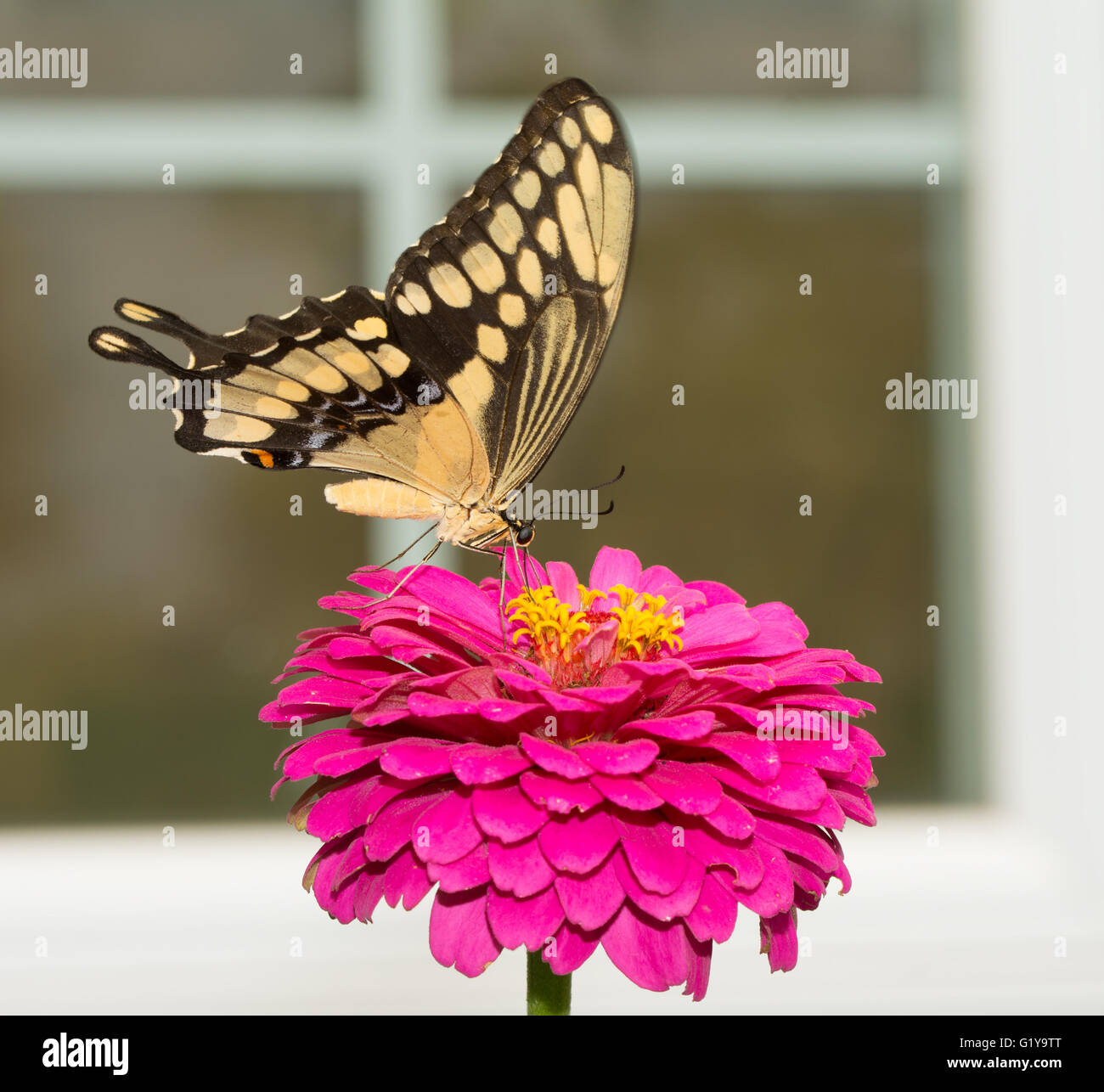 Riesige Schwalbenschwanz Schmetterling auf eine rosa Blume, umrahmt von einem Fenster im Hintergrund Stockfoto