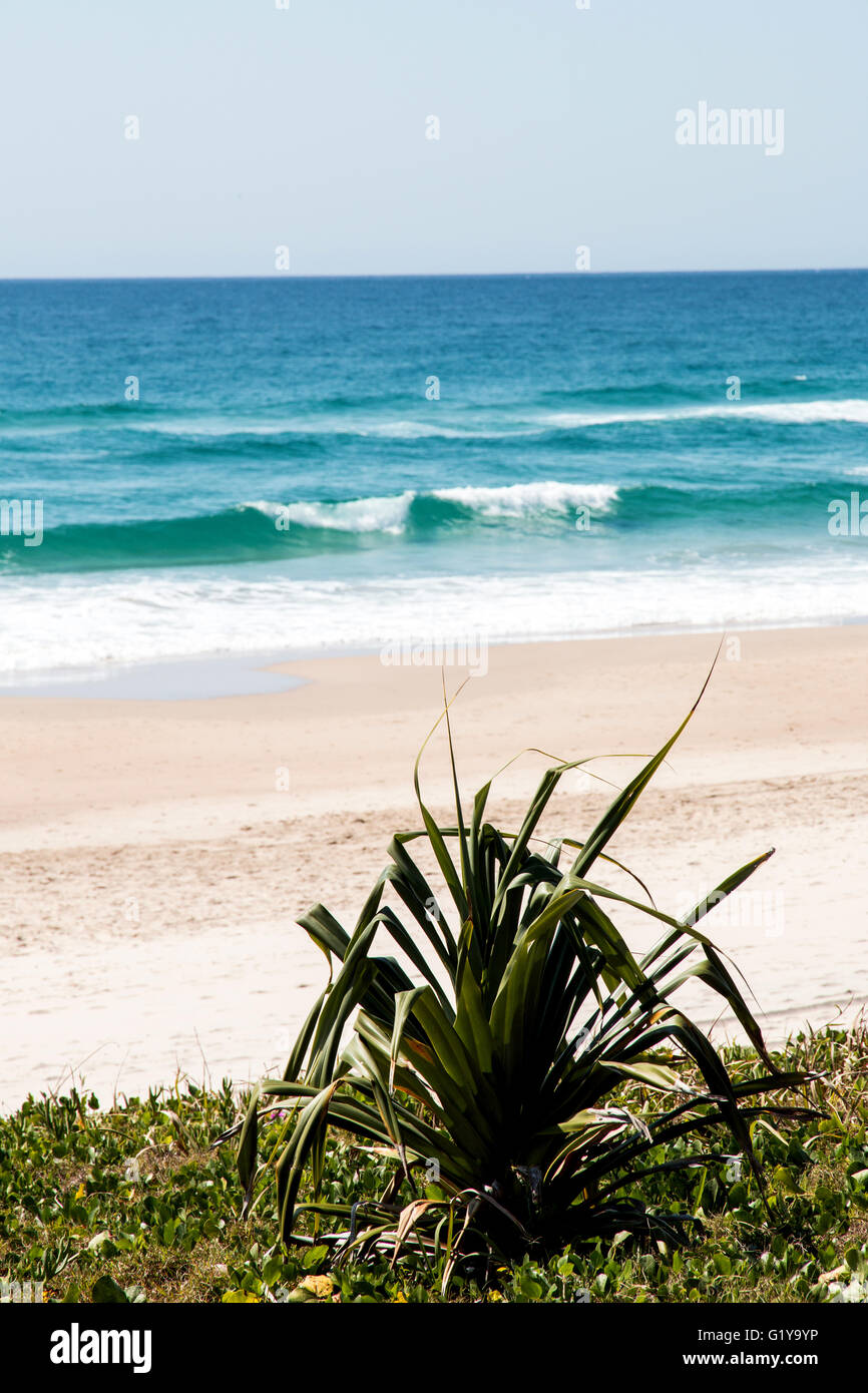 Gold Coast Strand mit Blick auf den Pazifischen Ozean in Queensland-Australien Stockfoto