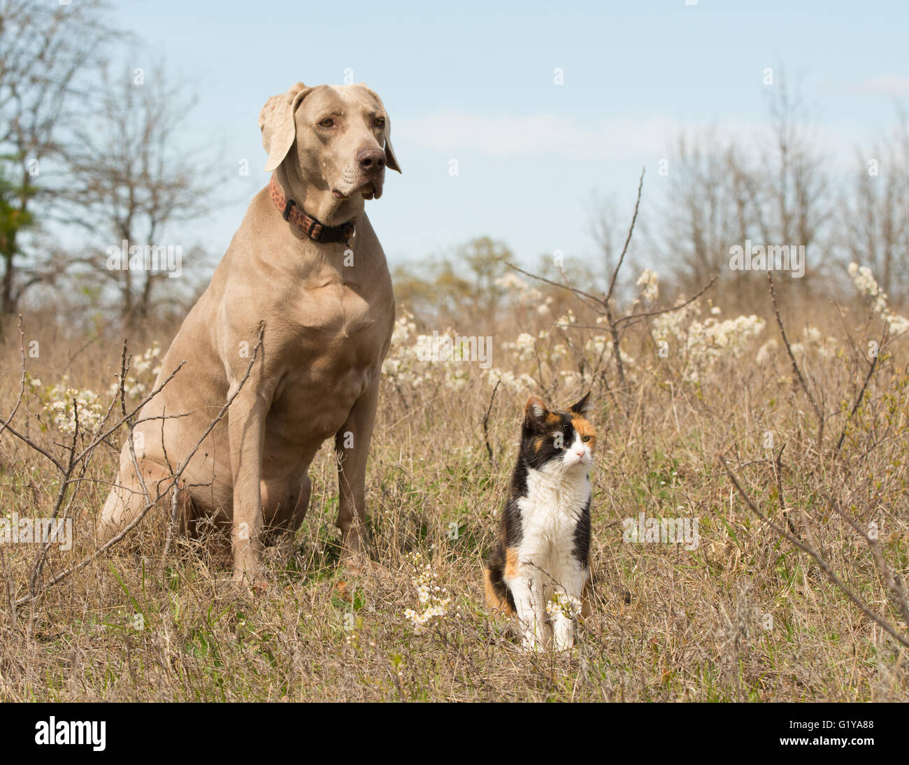 Glückskatze mit Weimaraner Hund Freundin sitzen in Rasen im zeitigen Frühjahr in die gleiche Richtung schauen Stockfoto