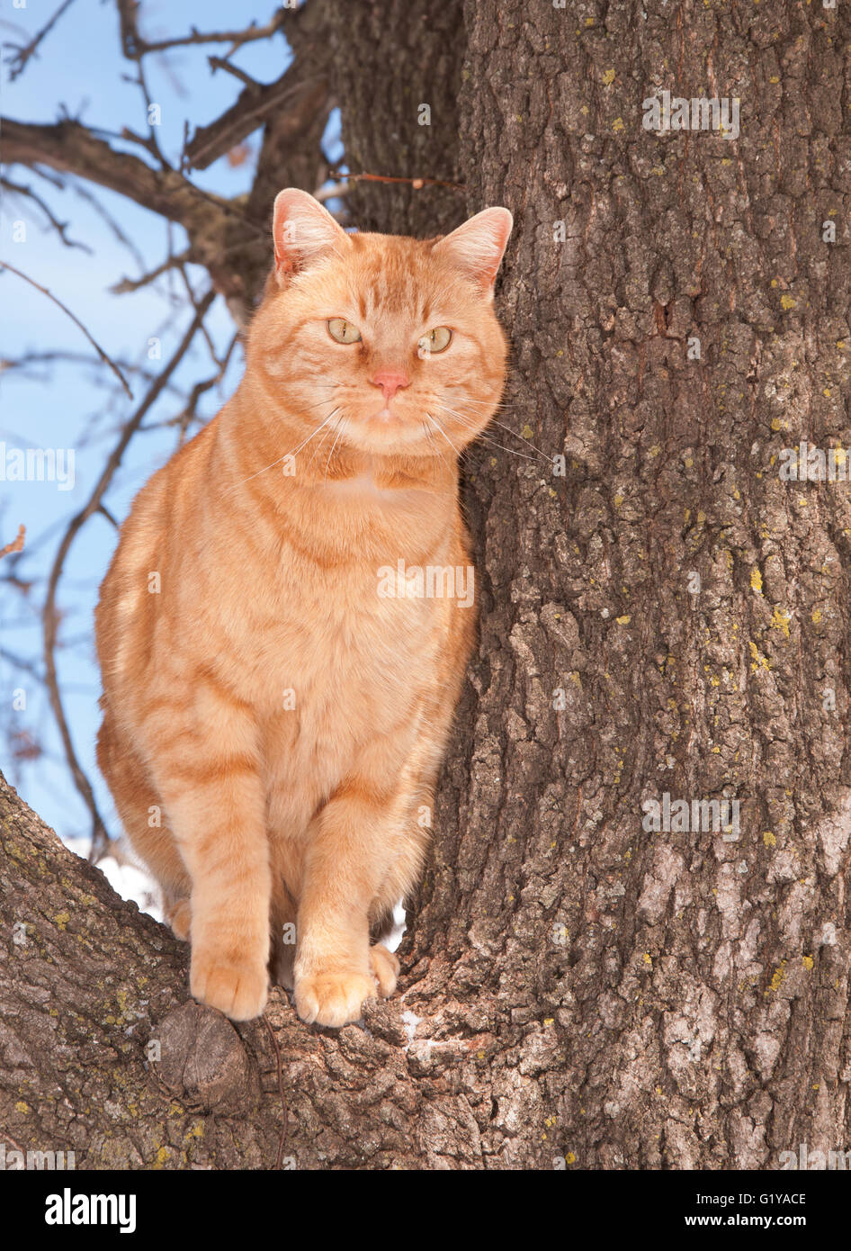 Ingwer Tabby Katze hoch oben in einem Baum Stockfoto