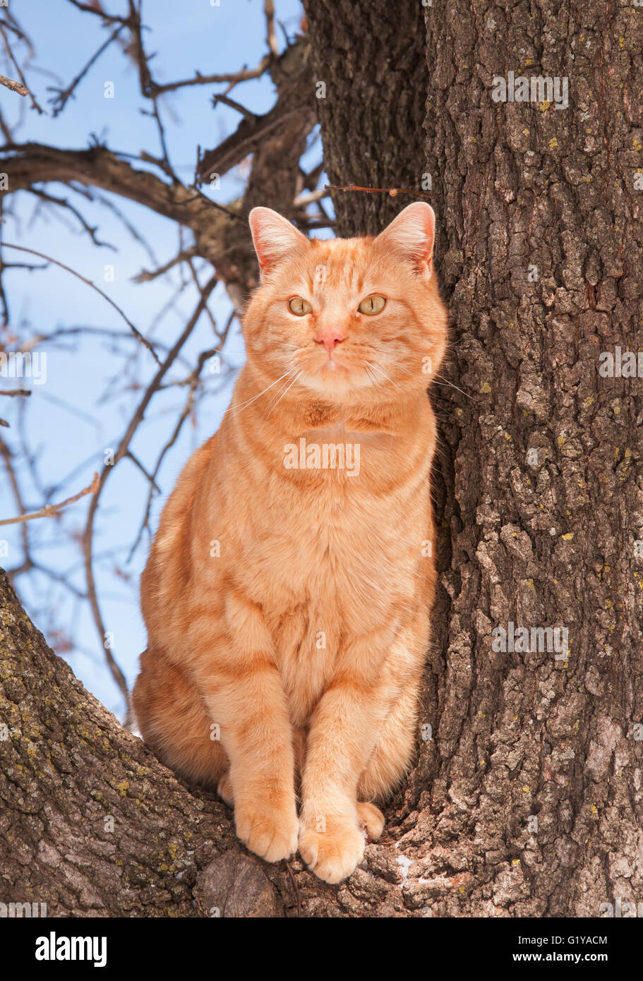 Schöne Ingwer Tabby Katze in einem Baum sitzend Stockfoto