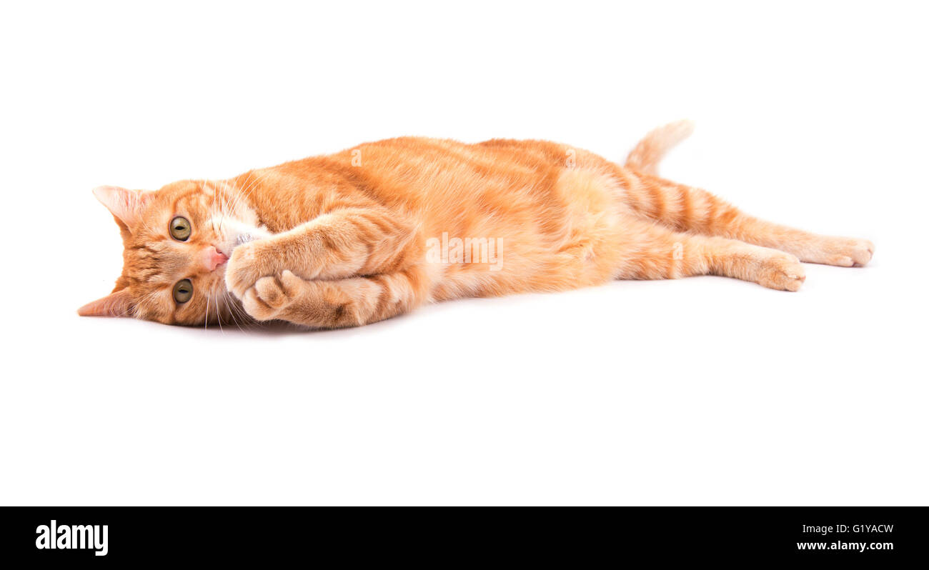 Orange Tabby Katze spielen, hält seine Pfoten auf den Mund, auf weißem Hintergrund Stockfoto