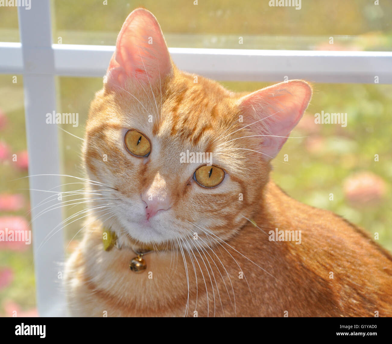 Schöne orange Tabby Katze mit auffälligen Augen, sitzen an einem sonnigen Fenster, blickte auf den Betrachter Stockfoto