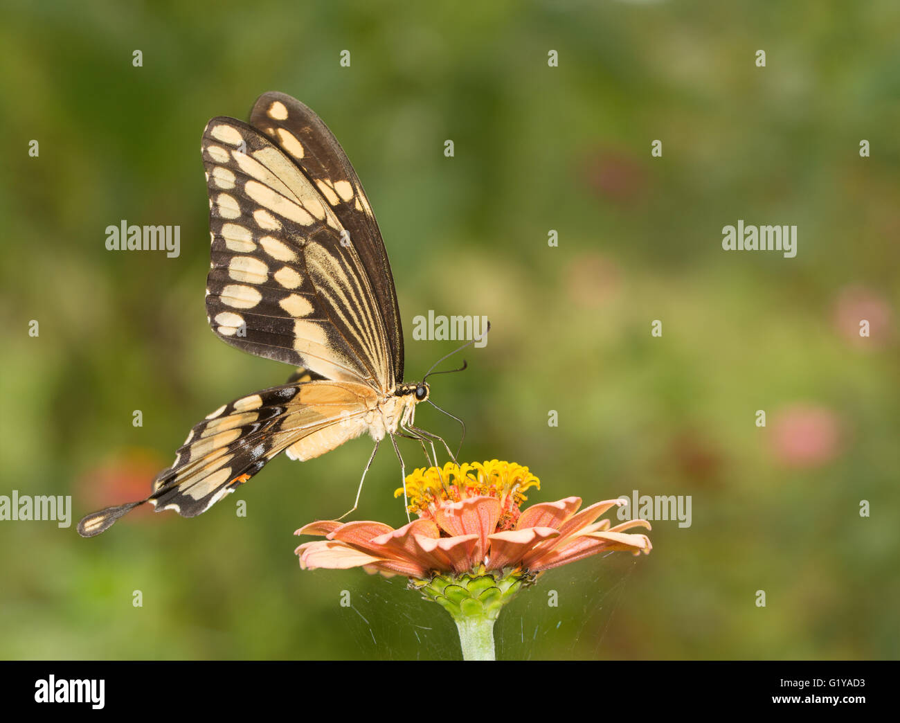 Wunderschönen riesigen Schwalbenschwanz Schmetterling auf einer hellen orange Zinnia Blume Stockfoto