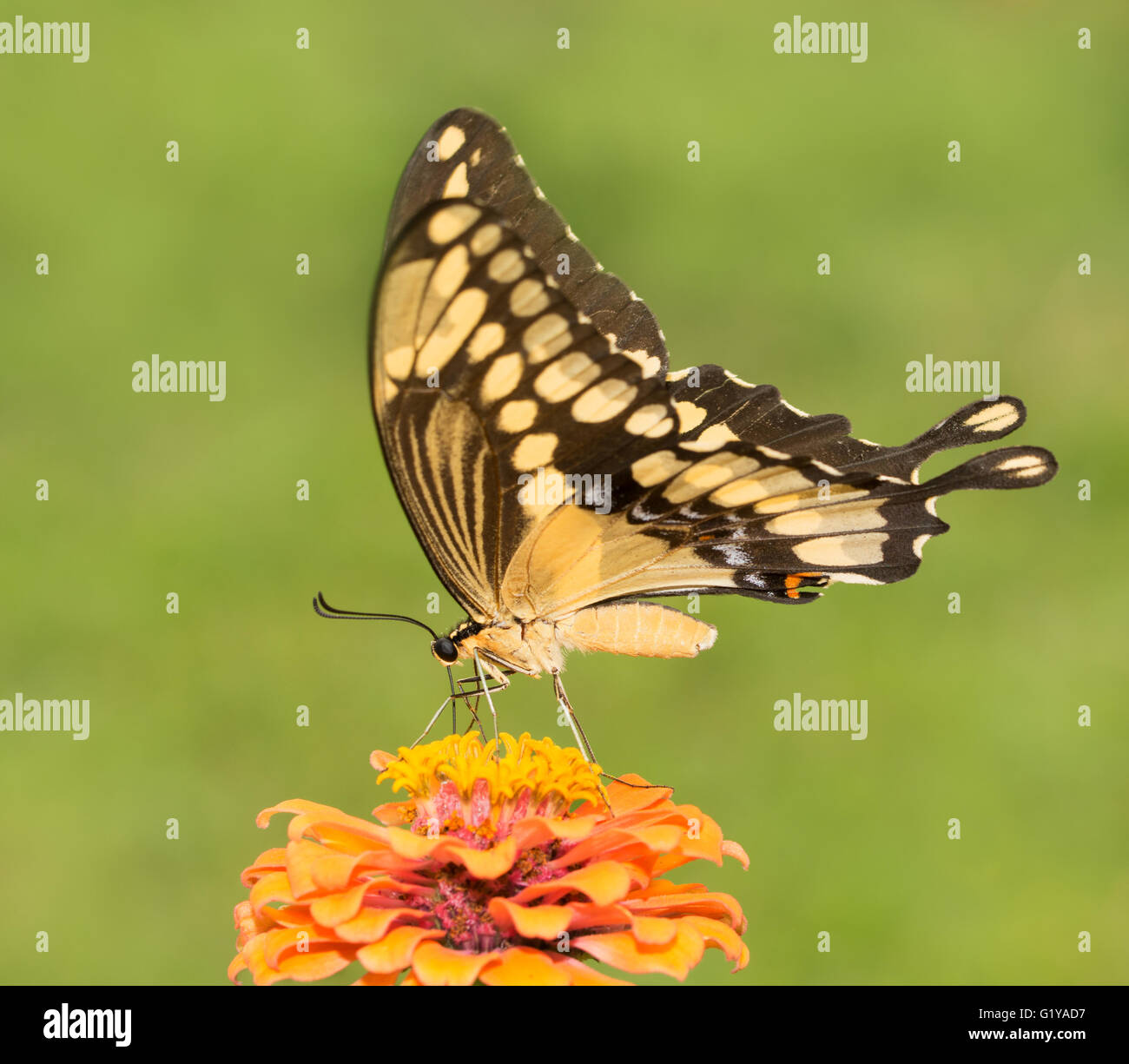 Riesige Schwalbenschwanz Schmetterling Fütterung auf eine orangefarbene Blume Zinnie Stockfoto