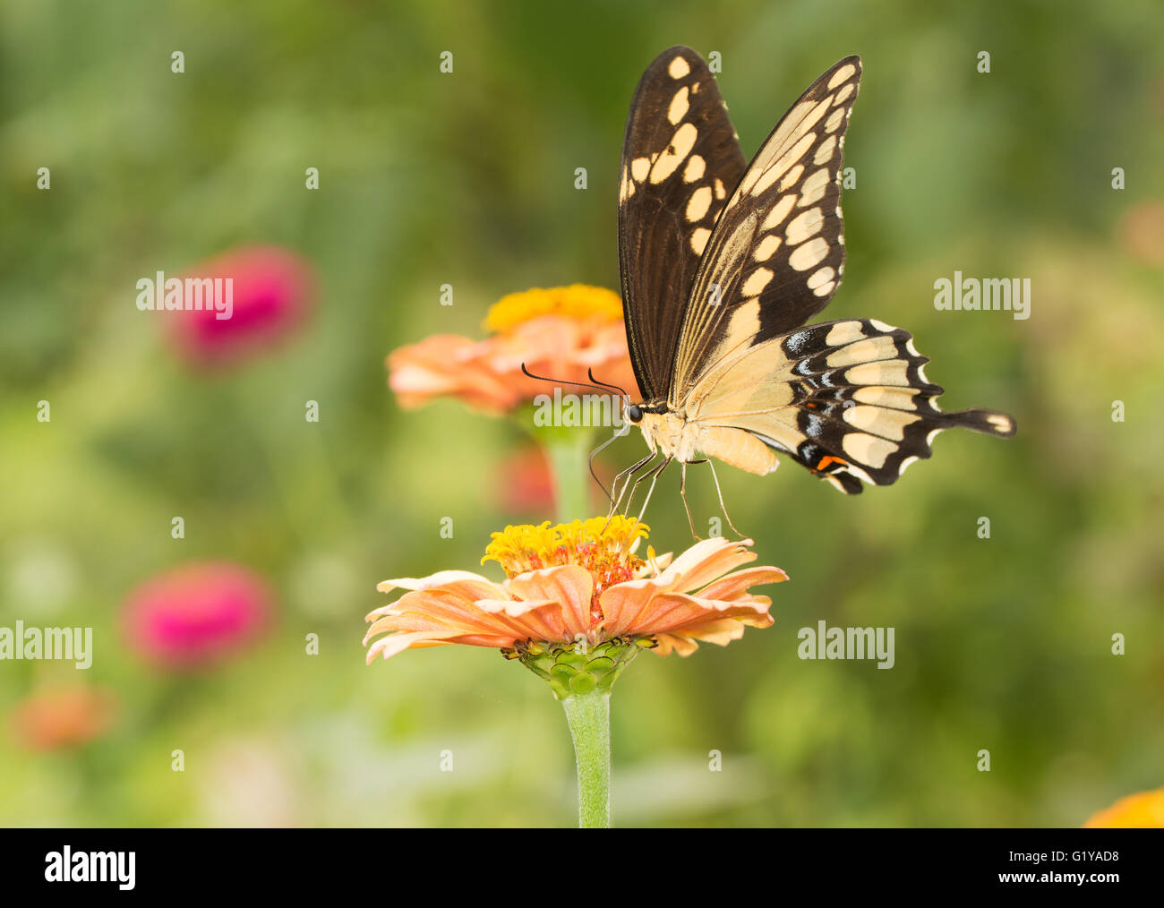 Riesige Schwalbenschwanz-Schmetterling im Sommergarten Stockfoto