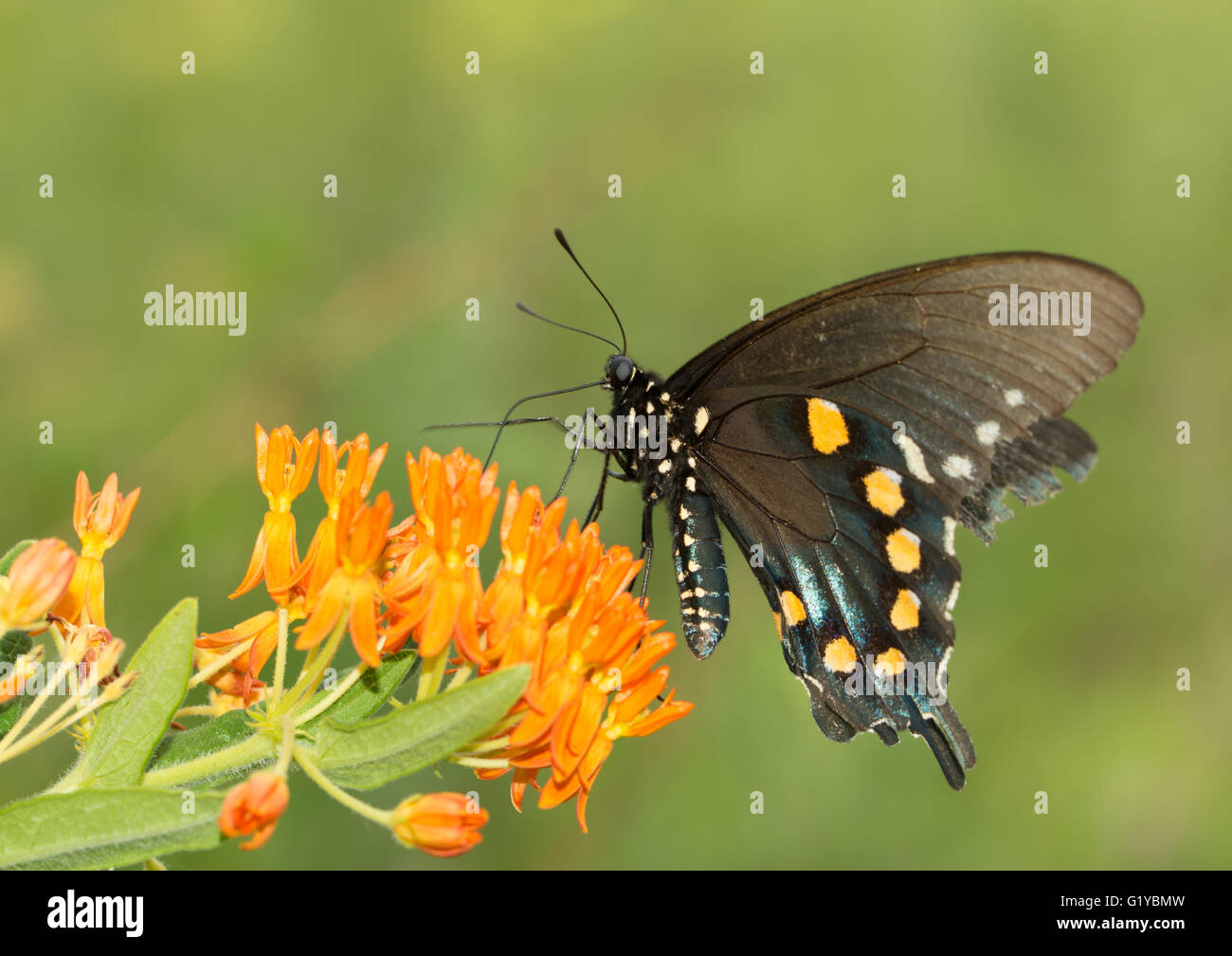 Pipevine Schwalbenschwanz Schmetterling Fütterung auf Butterflyweed Stockfoto