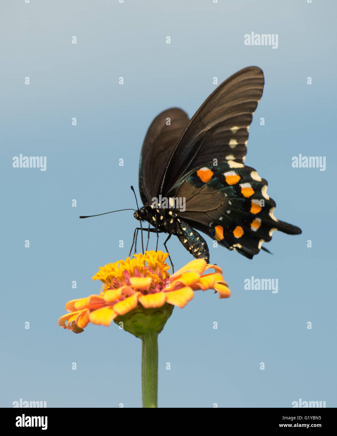 Wunderschöner grüner Schwalbenschwanz Schmetterling Fütterung auf eine orange Zinnie Stockfoto