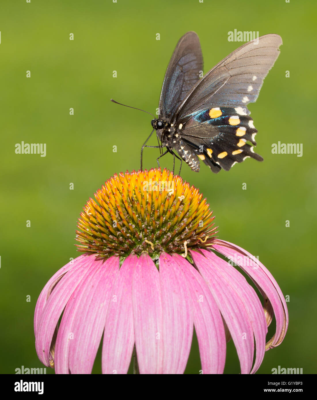 Pipevine Schwalbenschwanz Schmetterling Fütterung auf Sonnenhut Stockfoto