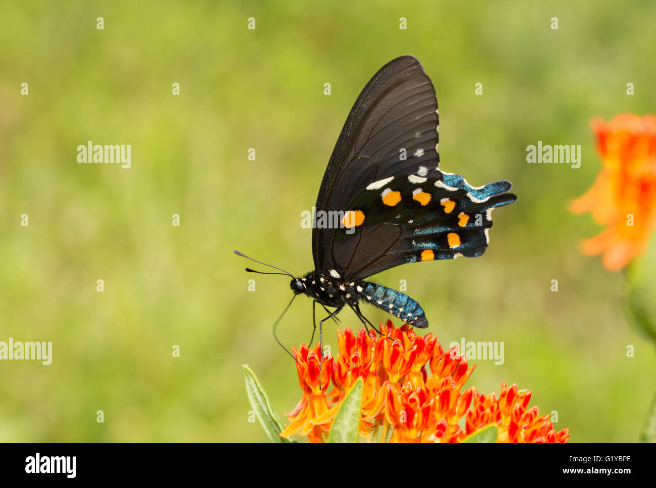 Pipevine Schwalbenschwanz Schmetterling Fütterung auf eine orange Butterflyweed, mit einem grünen Sommer-Hintergrund Stockfoto