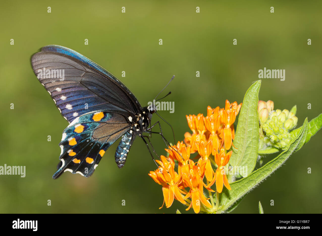 Pipevine Schwalbenschwanz Schmetterling auf orange Butterflyweed Stockfoto