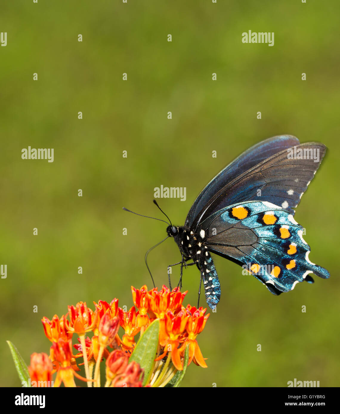 Battus Philenor, Pipevine Schwalbenschwanz Schmetterling, Fütterung auf eine orange Butterflyweed Stockfoto