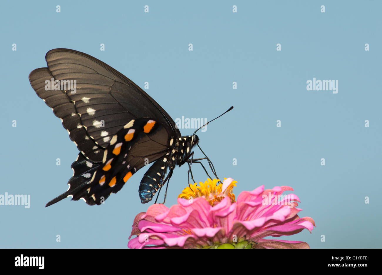 Pipevine Schwalbenschwanz Schmetterling Fütterung auf eine rosa Zinnia Blume gegen klar blauen Himmel Stockfoto