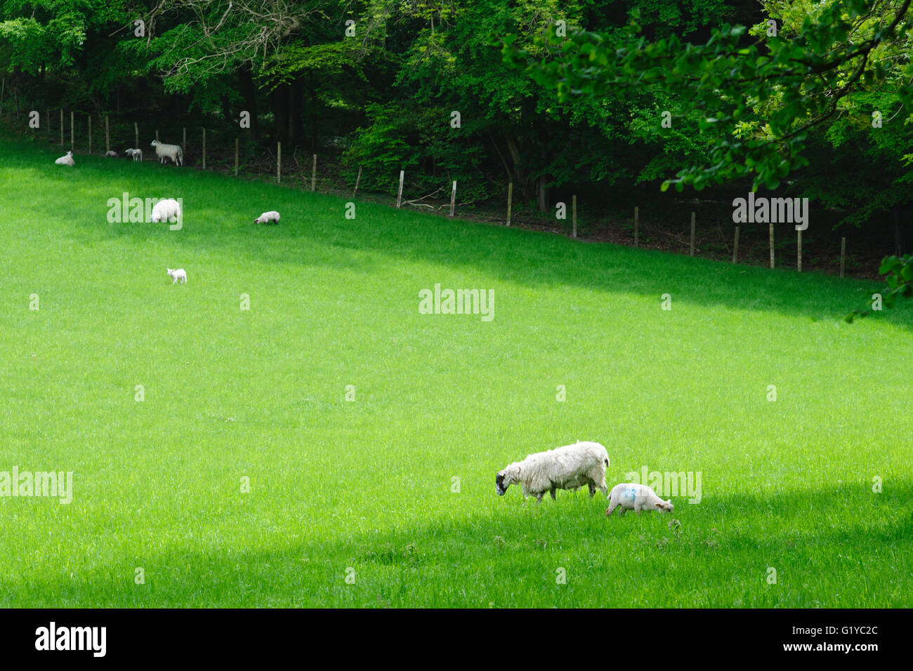 Lämmer und Schafe in einer ländlichen Gegend Feld England uk Stockfoto