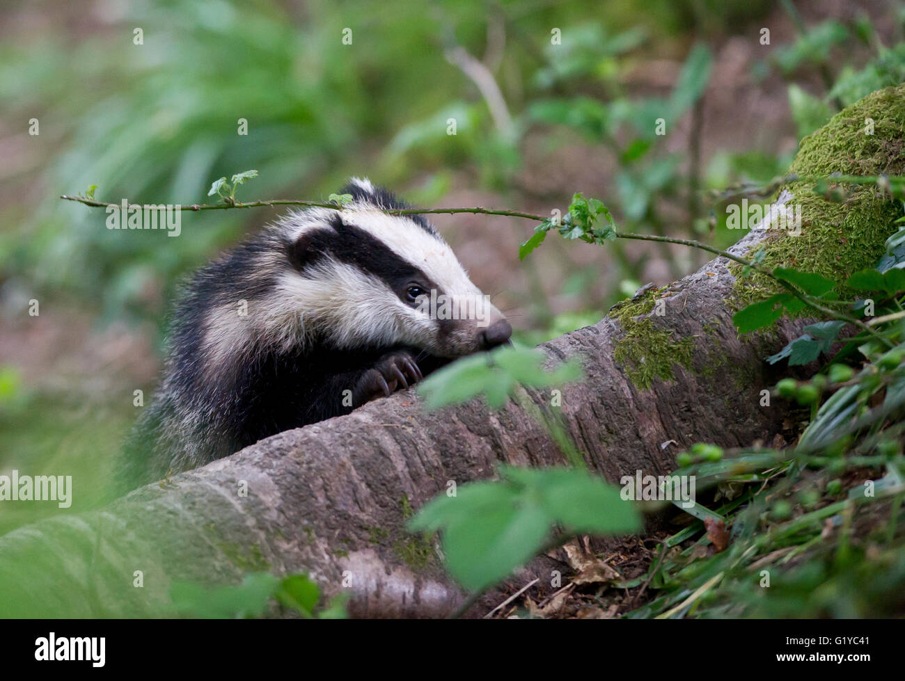 Europäischer Dachs (Meles Meles) Cub auf Nahrungssuche im Wald Stockfoto