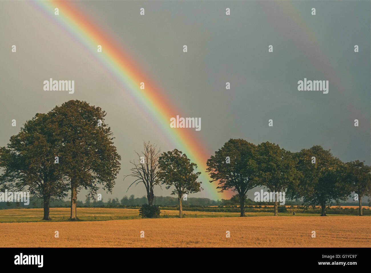 Regenbogen in ein Feld und Bäume Stockfoto
