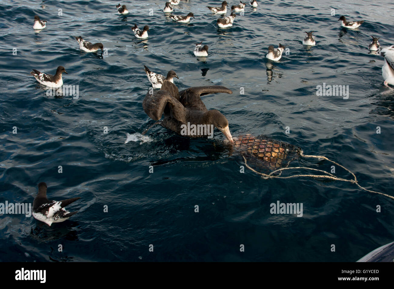 Albatros Begegnung gewinnen der New Zealand Küste riesige Sturmvögel und andere Seevögel mit Köder mit Fischleber gefüllt. Stockfoto