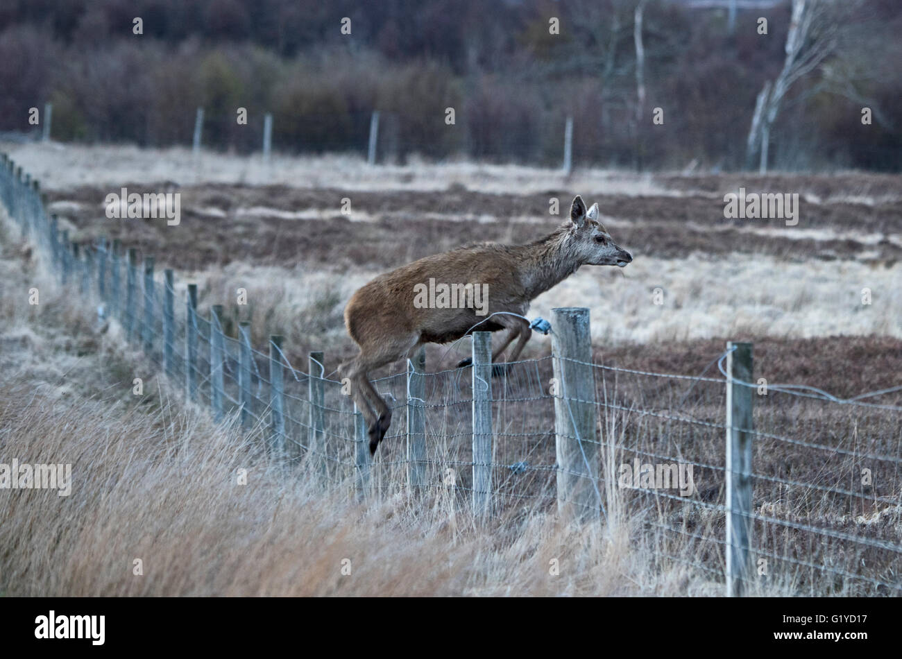 Rothirsch Cervus Elaphus Hind einen Sprung über einen Zaun Forsinaird der fließt Sutherland & Caithness Schottland Stockfoto