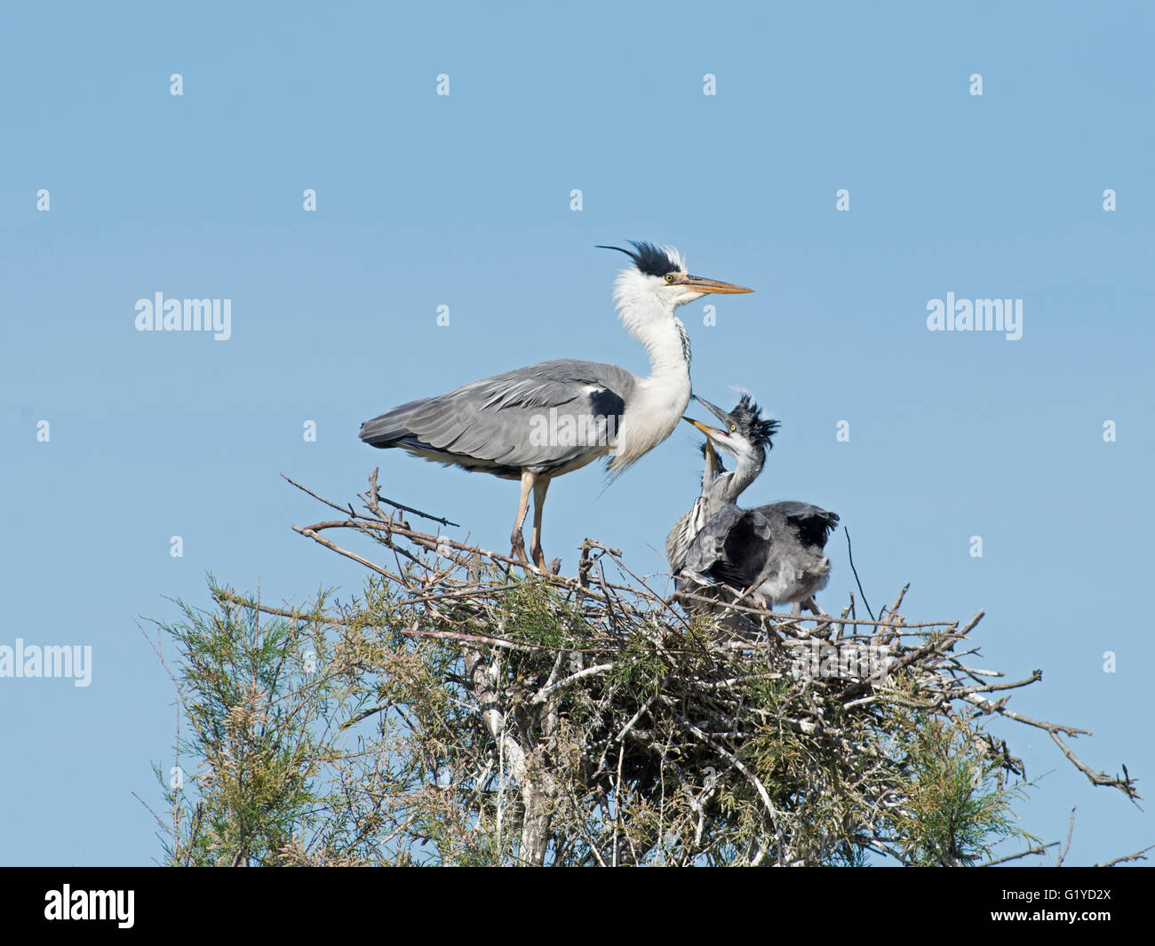 Grey Heron Ardea Cinerea Küken im Nest betteln Camargue-Provence-Frankreich Stockfoto