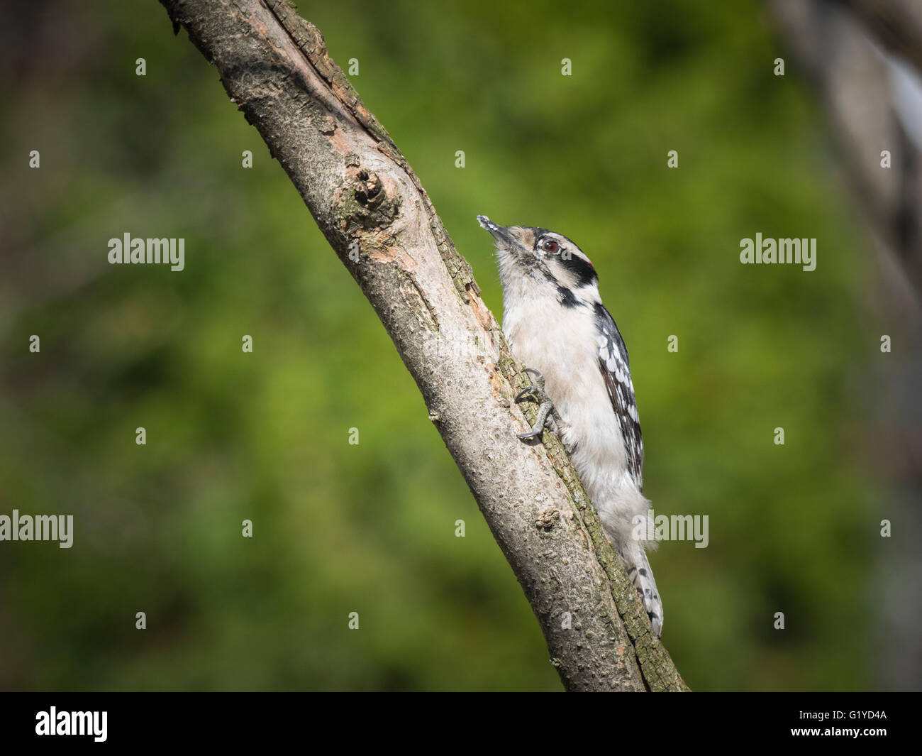 Downy Woodpecker Stockfoto