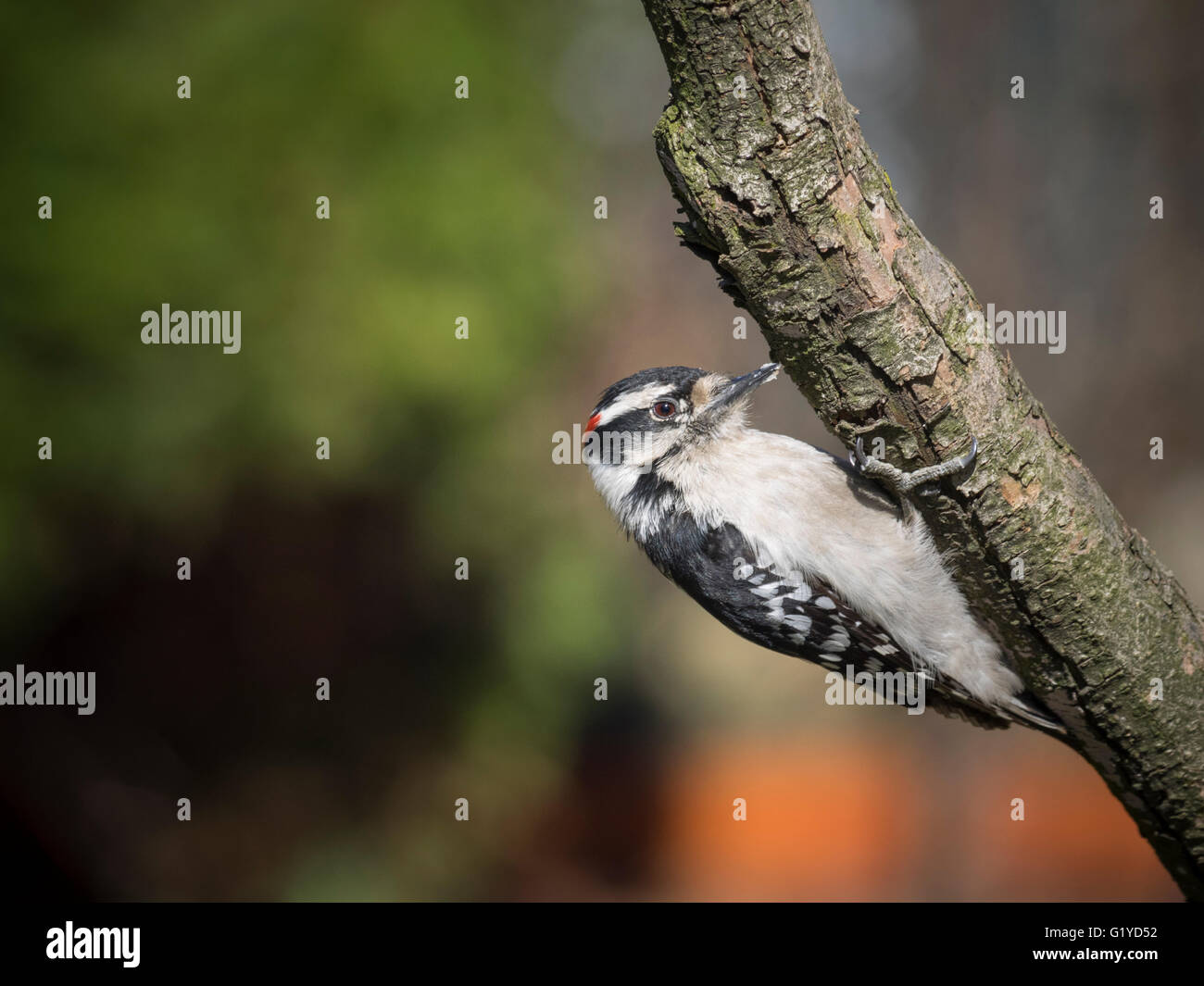 Downy Woodpecker Stockfoto