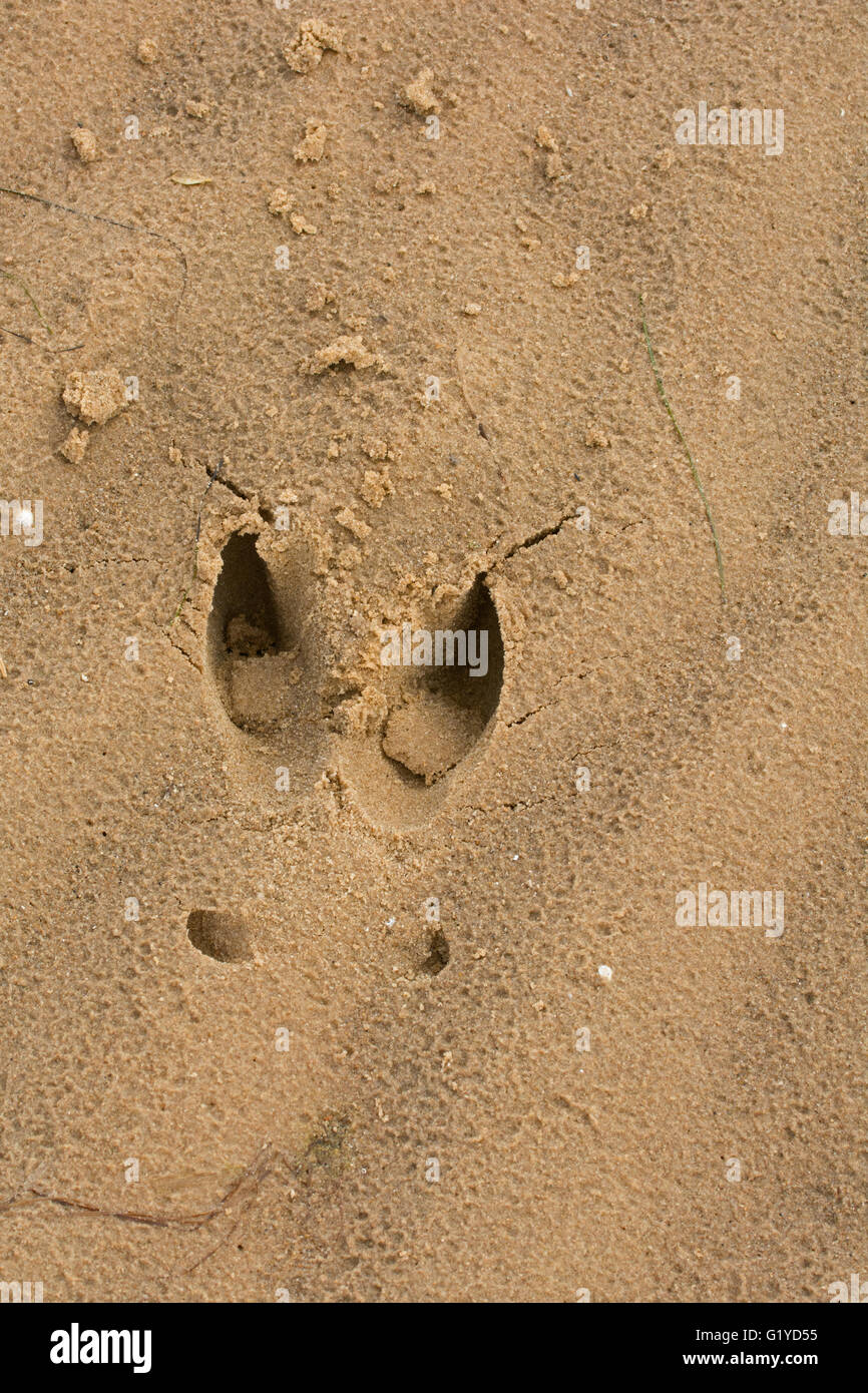 Reh-Fußabdruck im Sand Toynbee Norfolk Stockfoto