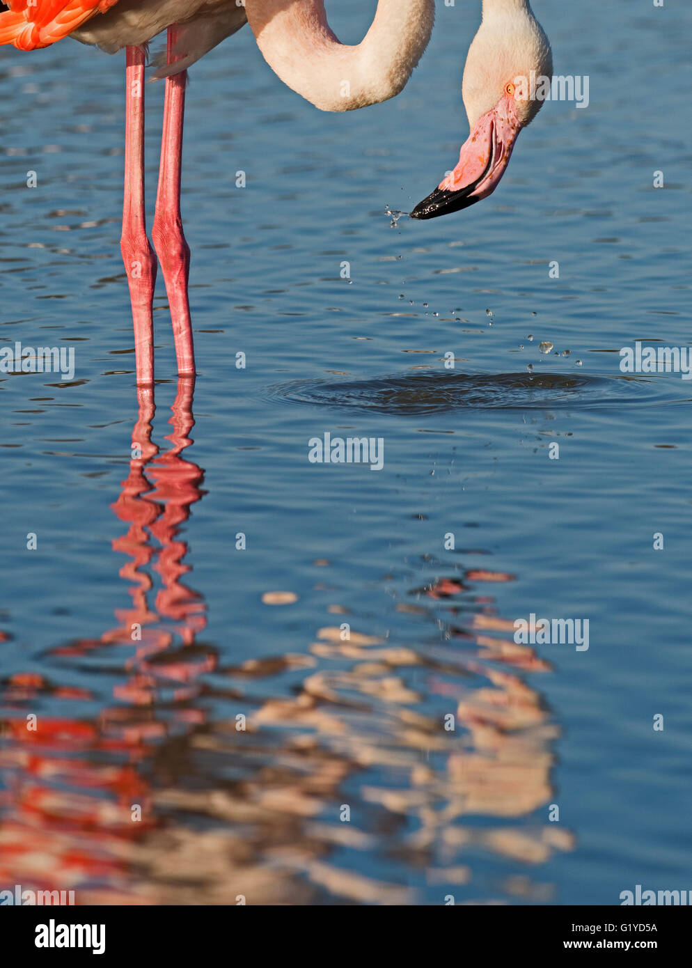 Größere Flamingo Phoenicopterus Roseus Camargue-Provence-Frankreich Stockfoto
