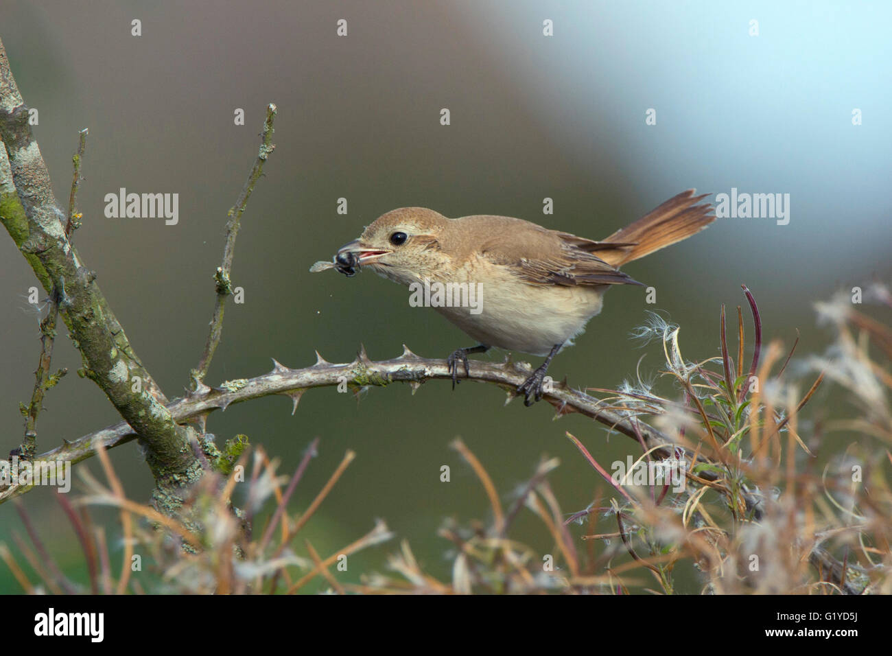 Isabellinische (Daurische) Shrike Lanius Isabellinus Beeston gemeinsame Norfolk Oktober 2015 Stockfoto