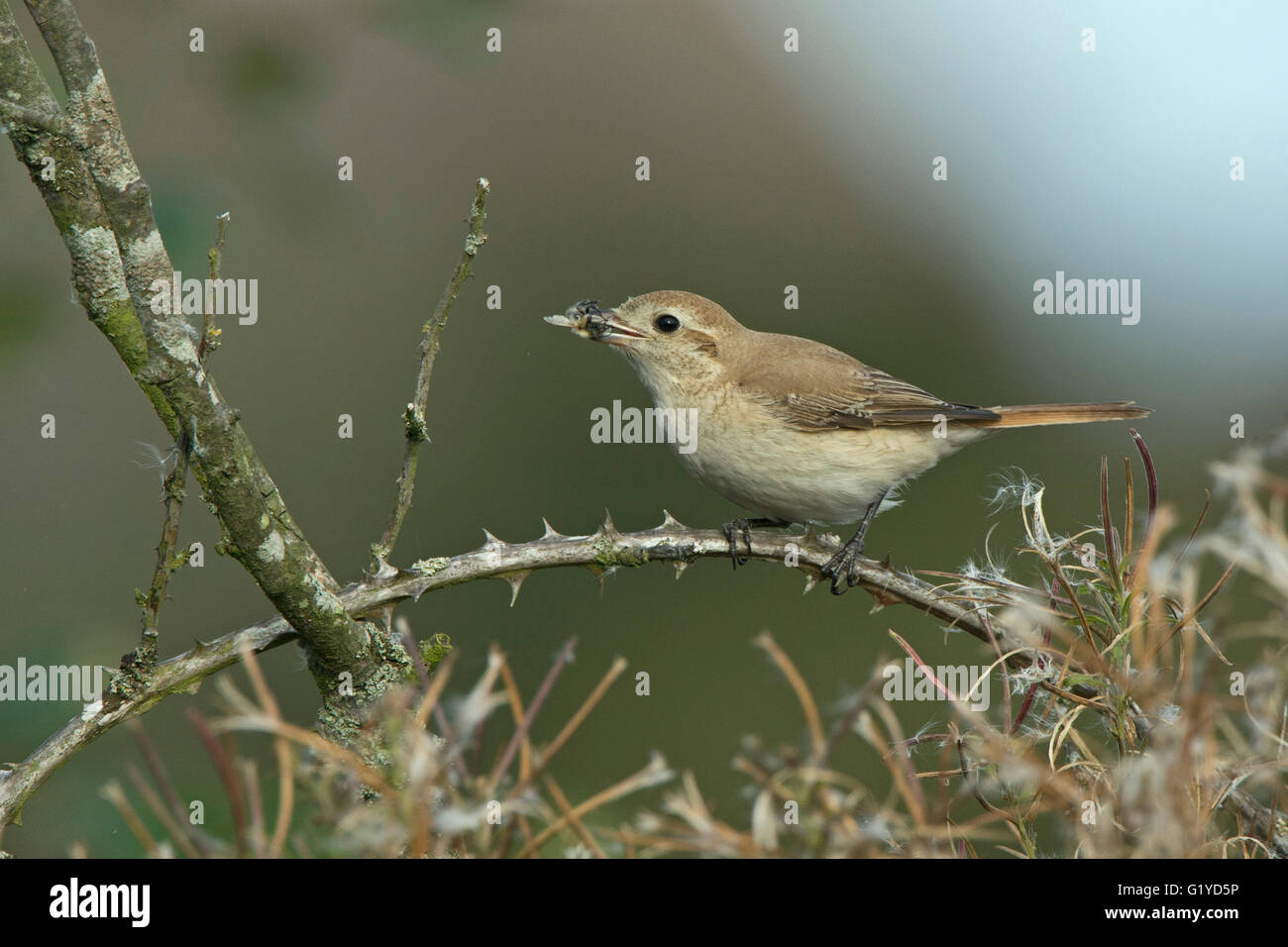 Isabellinische (Daurische) Shrike Lanius Isabellinus Beeston gemeinsame Norfolk Oktober 2015 Stockfoto