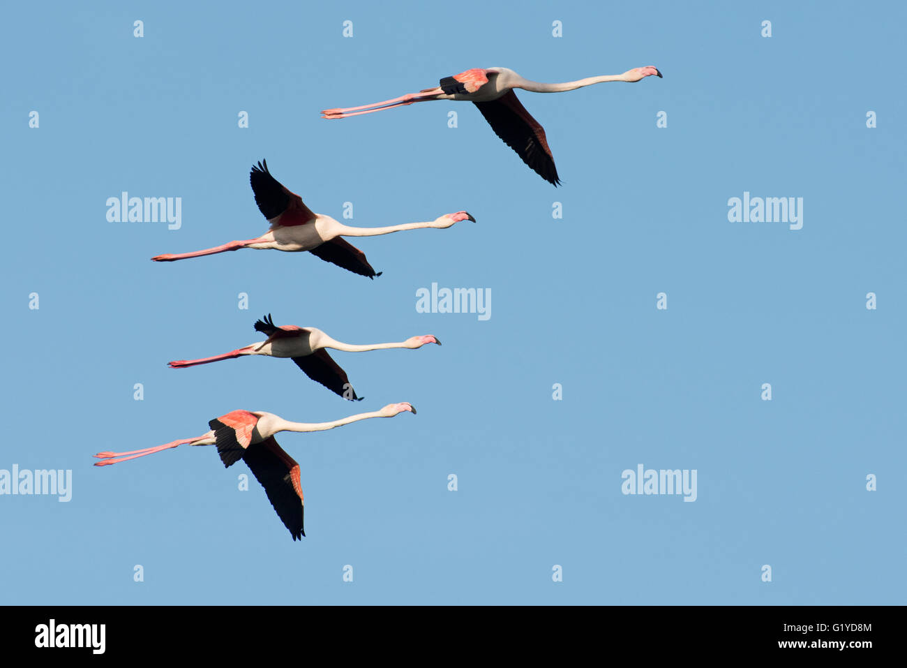Größere Flamingo Phoenicopterus Roseus Camargue-Provence-Frankreich Stockfoto