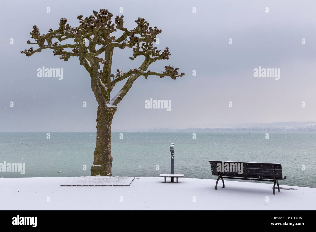 Platane (Platanus) mit Sitzbank an der Promenade, Blick auf den Bodensee, Schneefall, Konstanz, Baden-Württemberg, Deutschland Stockfoto