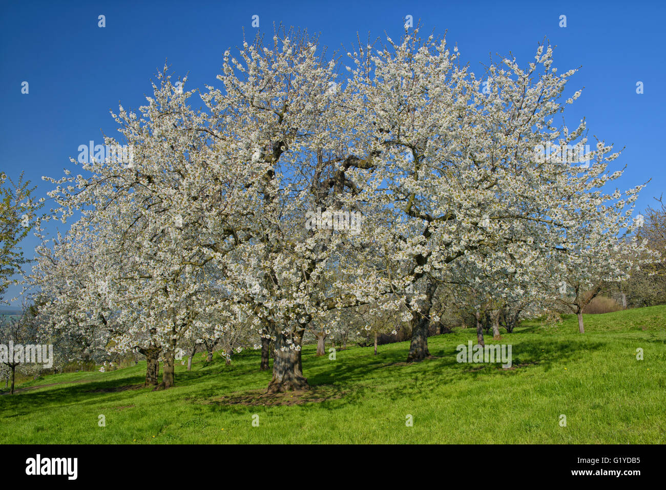 Wiese mit blühenden Kirschbaum Obstbäume, Biosphäre Bereich Schwäbische Alb, Baden-Württemberg, Deutschland Stockfoto