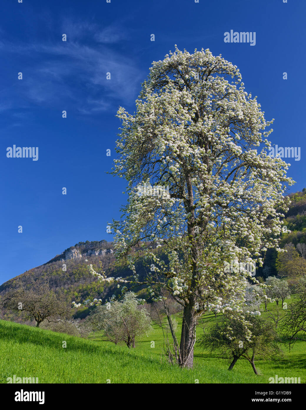 Wiese Obstgarten mit blühenden Obstbäumen, Biosphäre Bereich Schwäbische Alb, Baden-Württemberg, Deutschland Stockfoto