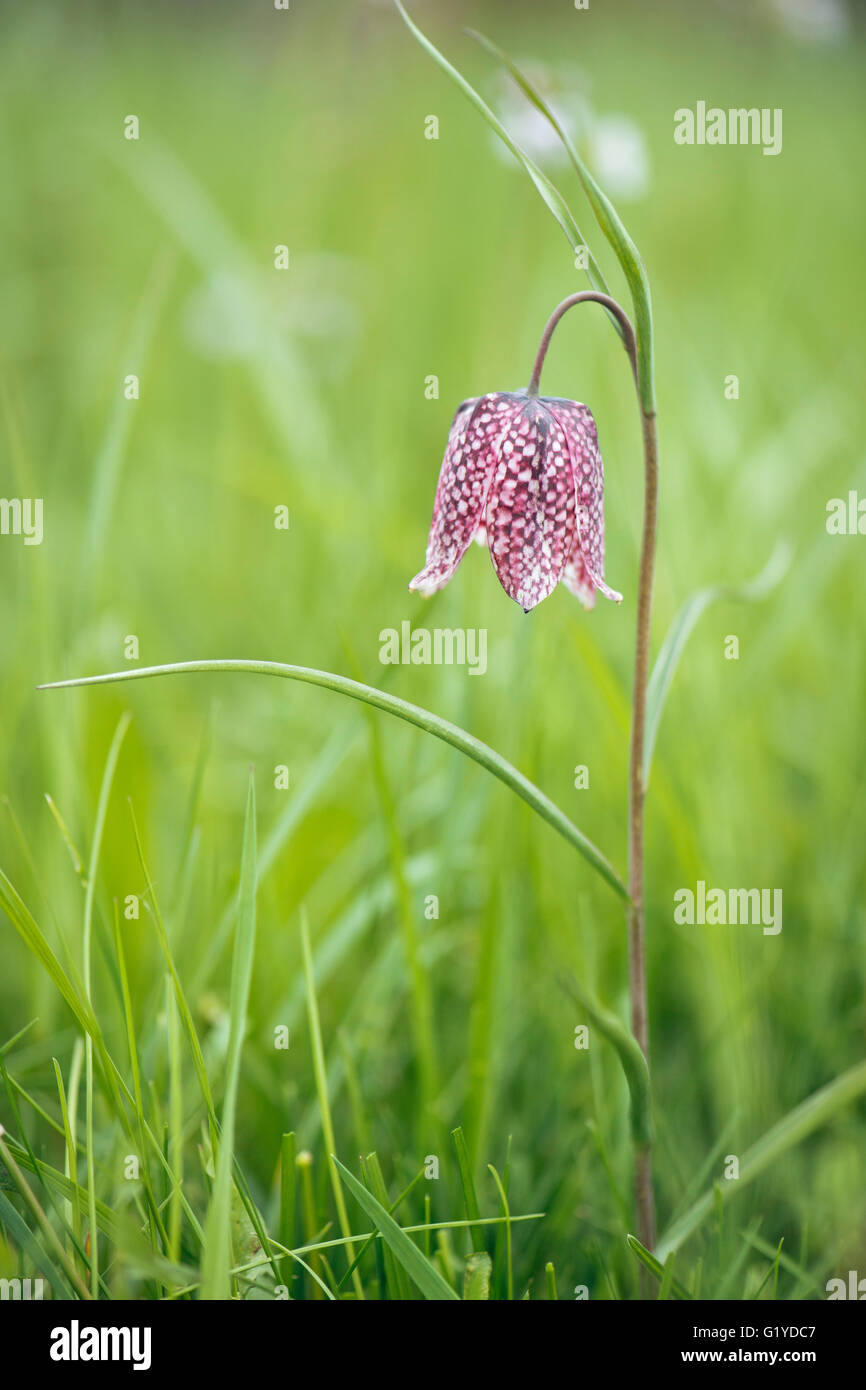 Lila kariert Lilie (Fritillaria Meleagris), Niedersachsen, Deutschland Stockfoto