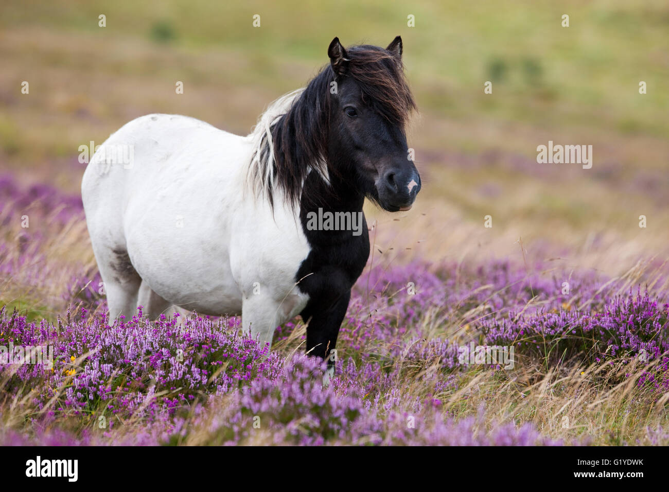 Dartmoor Hill Highland Pony, schwarz pied, blühende Heide, Moor, Nationalpark Dartmoor, Devon, Vereinigtes Königreich Stockfoto