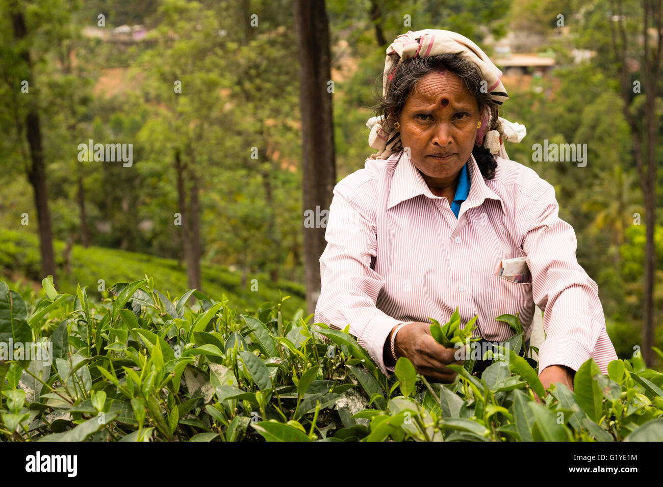 Frau Kommissionierung Teeblätter, Tee-Plantage in der Nähe von Ella, Sri Lanka Stockfoto