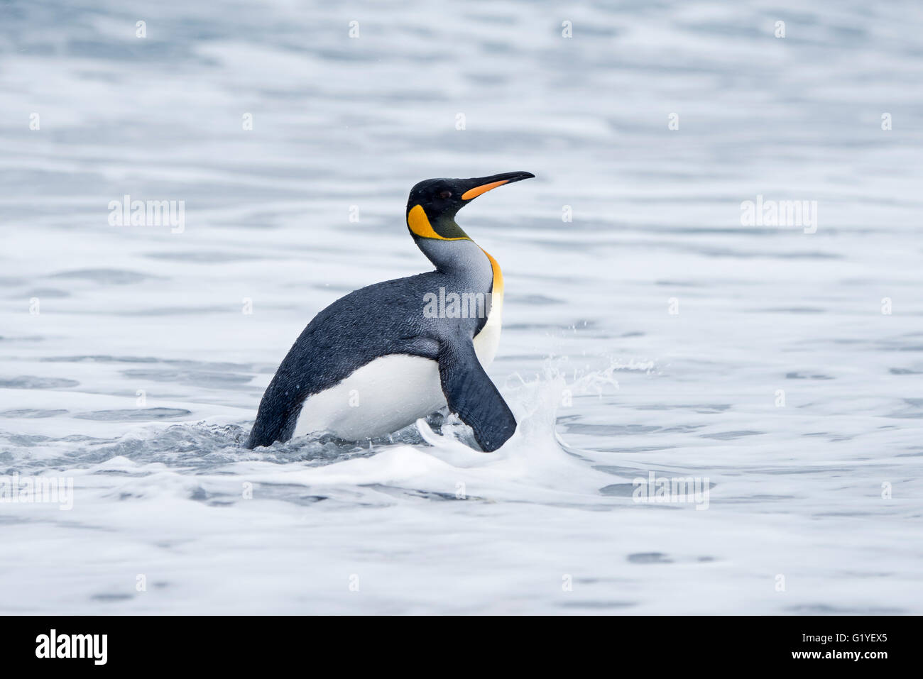 King Penguin Aptenodytes Patagonicus Salisbury Plain Süd-Georgien Stockfoto