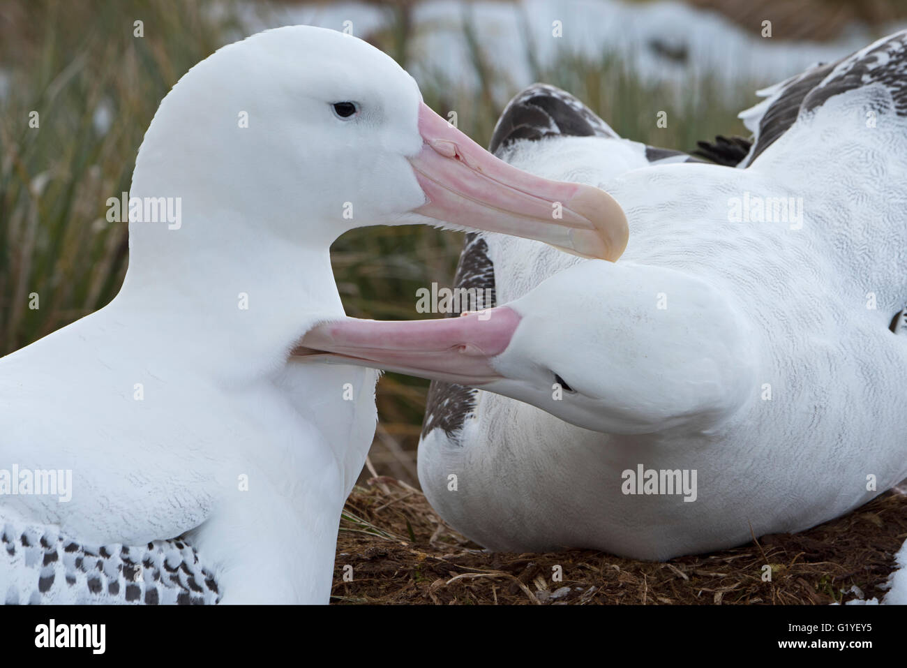 Wanderalbatros Diomeda Exulans koppeln allo putzen auf Albatross Island, Süd-Georgien, Januar Stockfoto