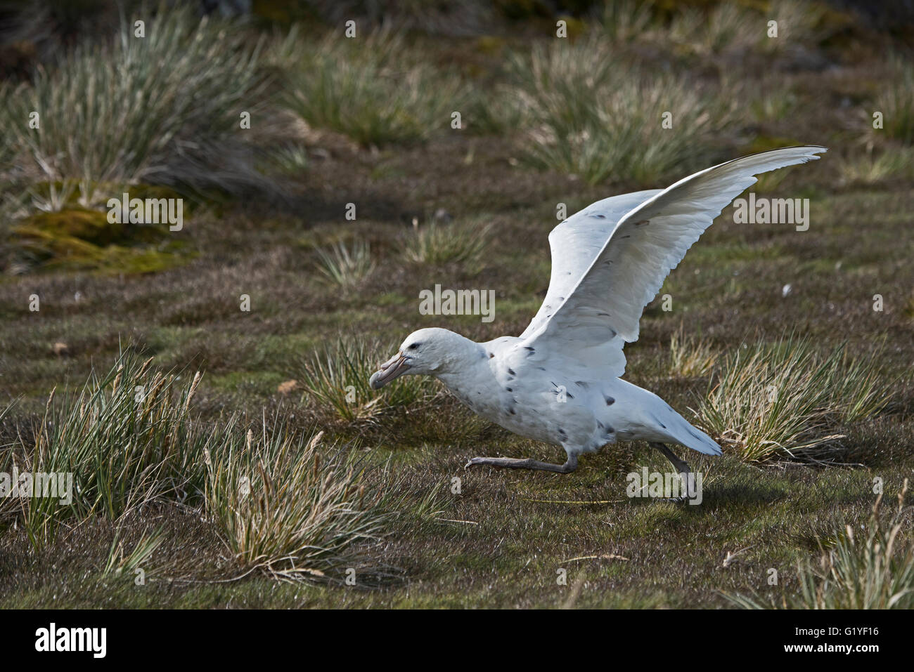 Südlichen Giant Petrel Macronectes Giganteus Erwachsenen von leichten Morph bekannt als ein "Wjite Nelly" taking off Albatross Island, South Geo Stockfoto