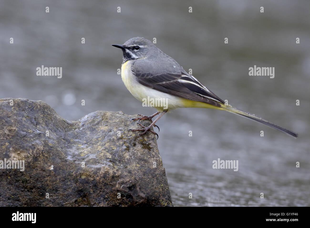 Graue Bachstelze, Motacilla Cinerea, einzelnes Männchen durch Wasser, Warwickshire, April 2016 Stockfoto